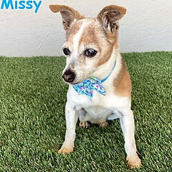 Thumbnail photo of Missy #1