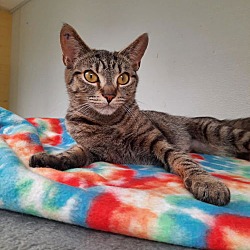 Thumbnail photo of Tullia AT Petsmart Newington #2