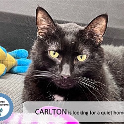 Thumbnail photo of Carlton #1