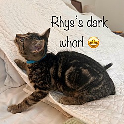 Thumbnail photo of Rhysand ("Rhys") #3