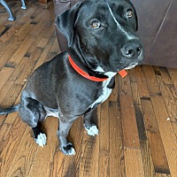 adopt a pet