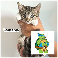 adopt a pet