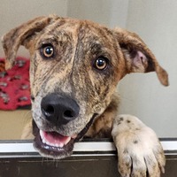 adopt a pet