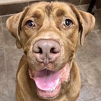 adopt a pet