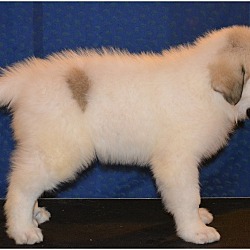 Photo of Great Pyrenees puppy
