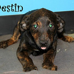 Thumbnail photo of Destin ~ meet me! #1