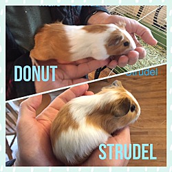 Photo of Strudel & Donut
