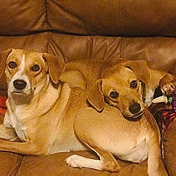 Photo of Cayenne and Lexus-BONDED PAIR