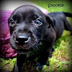 Thumbnail photo of Snookie~adopted! #4