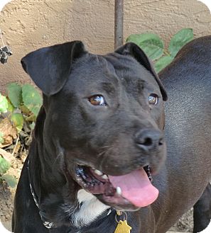 staffordshire terrier labrador mix