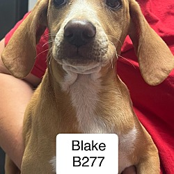 Thumbnail photo of Blake B277 #1