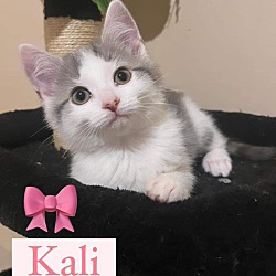 Photo of Kali