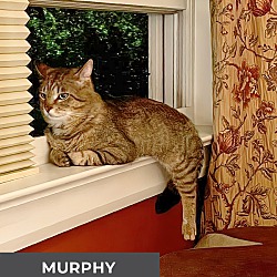 Thumbnail photo of Murphy #3