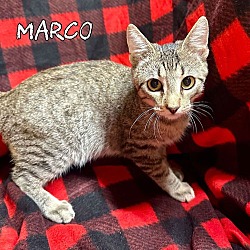 Thumbnail photo of Marco #3