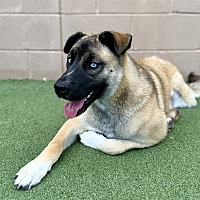 adopt a pet