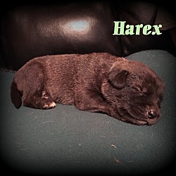 Thumbnail photo of Harex #4