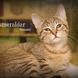 Thumbnail photo of Esmeraldar #2