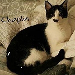 Thumbnail photo of Charlie Chaplin at PETCO daily #1