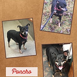 Photo of Poncho