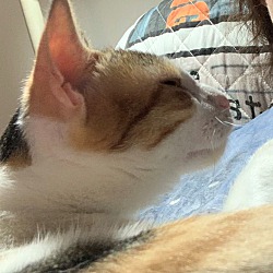 Thumbnail photo of Mina (Lap cat) #4