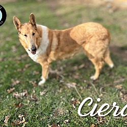 Thumbnail photo of Ciera #2