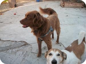 Boykin Spaniel Irish Setter Mix Carey's Boykin Spaniels