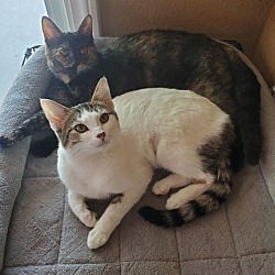 Photo of Echo and Whisper