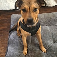 adopt a pet