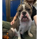Adopt A Pet :: Dixie Chick - Jackson, MI