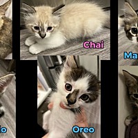 adopt a pet