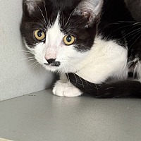 adopt a pet