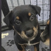 adopt-pet