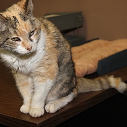 Thumbnail photo of Marbles (Spayed) - New Photos #2