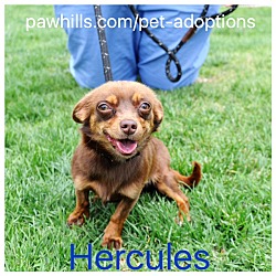 Thumbnail photo of Hercules #3