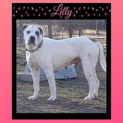 Thumbnail photo of LILLY #1