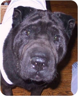 shar pei teddy bear dog