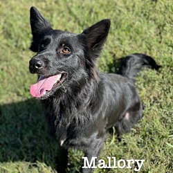 Photo of Mallory