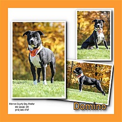 Thumbnail photo of Domino #2