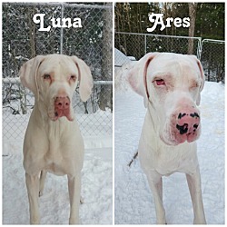 Thumbnail photo of Luna (22-107 with Ares) #2