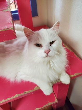 Photo of Snowbell