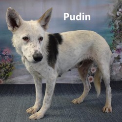 Photo of Pudin