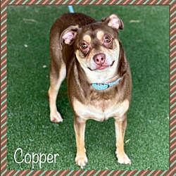 Photo of COPPER