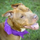 Adopt A Pet :: Simone - Versailles, KY