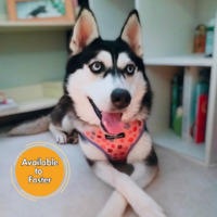 adopt a pet
