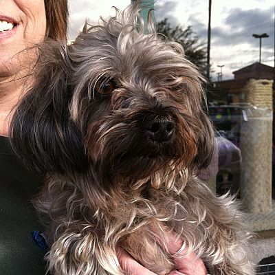 grey maltese dog