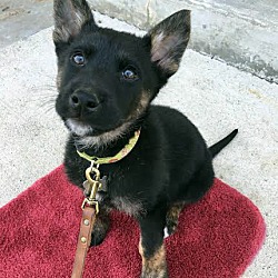 Thumbnail photo of Aric-Adopted! #4