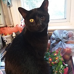 Renaissance Cats Rescue Group In Brookhaven Pennsylvania