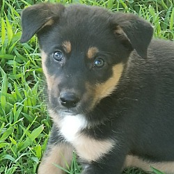 Thumbnail photo of Tiki~adopted! #2