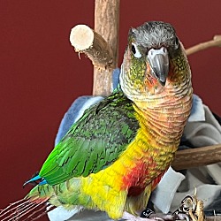 Photo of Helios