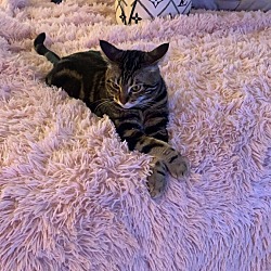 Photo of Milkshake 